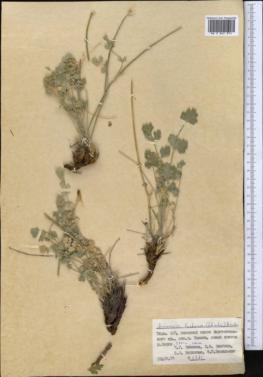 Semenovia bucharica (B.Fedtsch. ex Schischk.) Manden., Middle Asia, Pamir & Pamiro-Alai (M2) (Tajikistan)