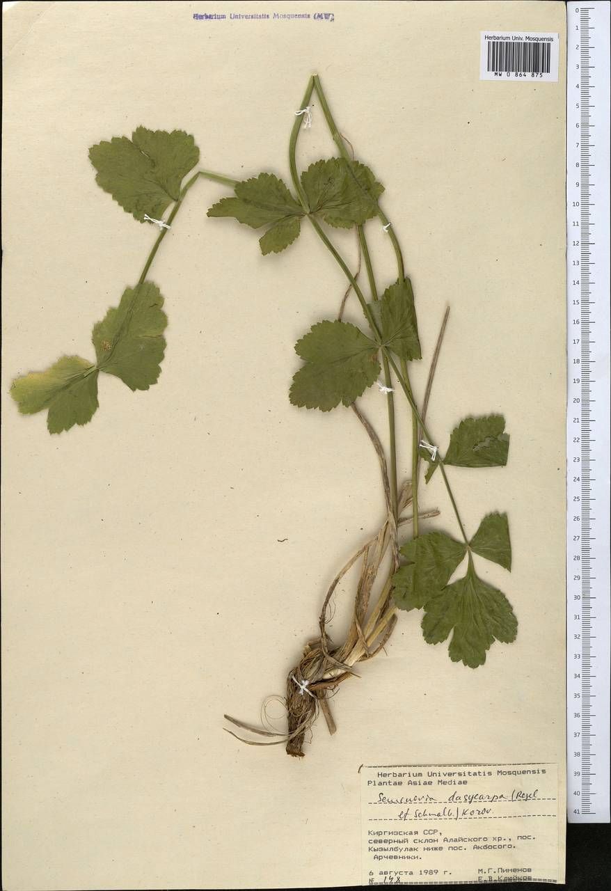 Semenovia dasycarpa (Regel & Schmalh.) Korovin ex Pimenov & V.N.Tikhom., Middle Asia, Pamir & Pamiro-Alai (M2) (Kyrgyzstan)