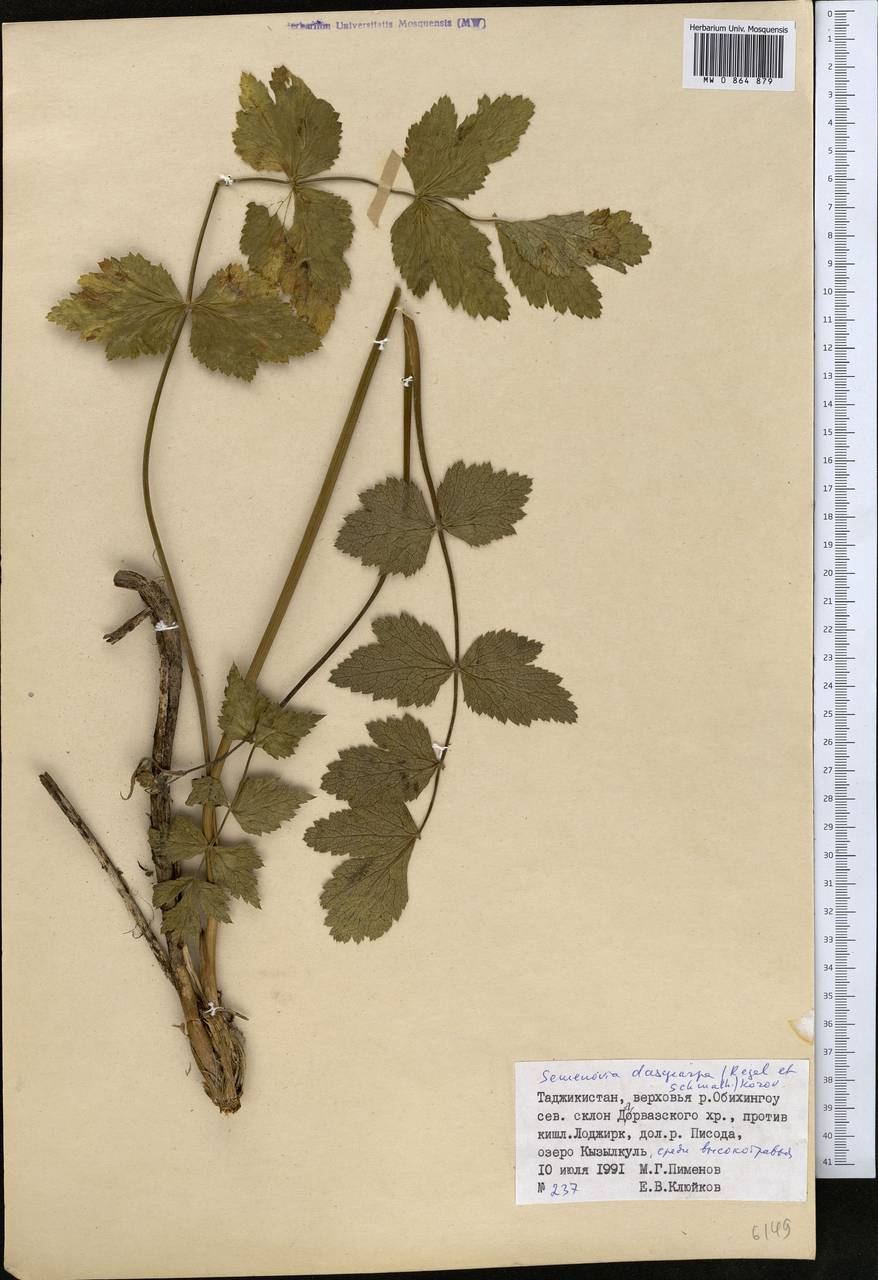 Semenovia dasycarpa (Regel & Schmalh.) Korovin ex Pimenov & V. N. Tikhom., Middle Asia, Pamir & Pamiro-Alai (M2) (Tajikistan)