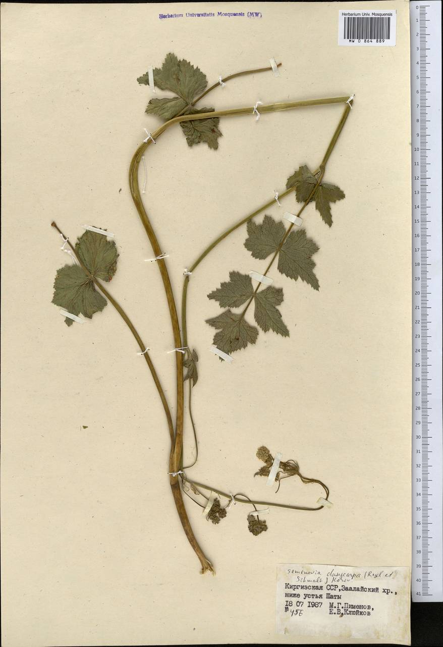 Semenovia dasycarpa (Regel & Schmalh.) Korovin ex Pimenov & V. N. Tikhom., Middle Asia, Pamir & Pamiro-Alai (M2) (Kyrgyzstan)