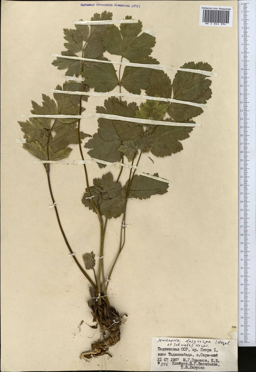 Semenovia dasycarpa (Regel & Schmalh.) Korovin ex Pimenov & V. N. Tikhom., Middle Asia, Pamir & Pamiro-Alai (M2) (Tajikistan)
