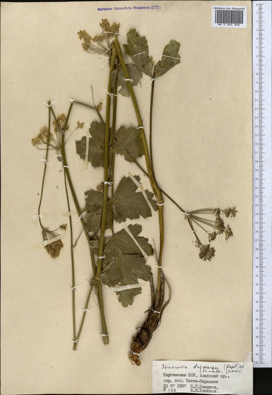 Semenovia dasycarpa (Regel & Schmalh.) Korovin ex Pimenov & V. N. Tikhom., Middle Asia, Pamir & Pamiro-Alai (M2) (Tajikistan)