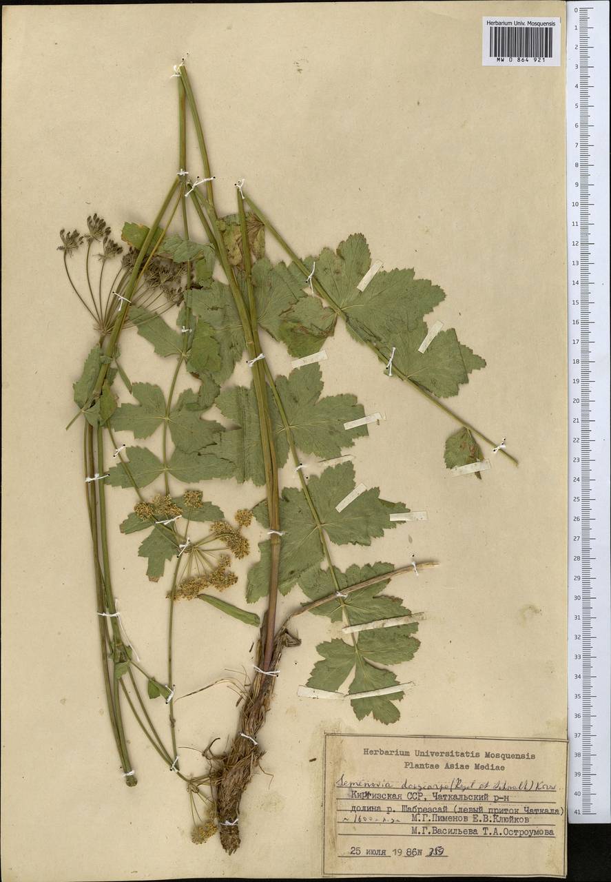 Semenovia dasycarpa (Regel & Schmalh.) Korovin ex Pimenov & V. N. Tikhom., Middle Asia, Western Tian Shan & Karatau (M3) (Kyrgyzstan)
