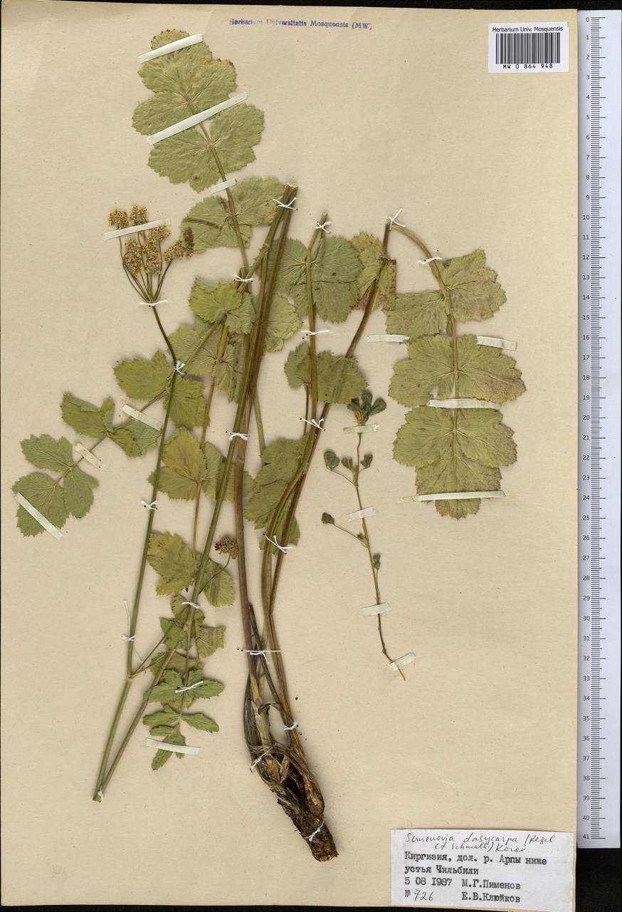 Semenovia dasycarpa (Regel & Schmalh.) Korovin ex Pimenov & V. N. Tikhom., Middle Asia, Northern & Central Tian Shan (M4) (Kyrgyzstan)