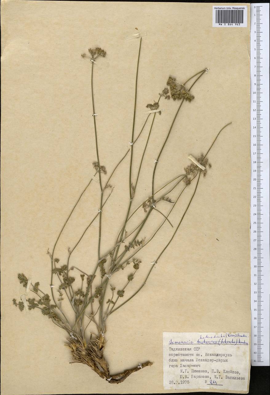 Semenovia heterodonta (Korovin) Manden., Middle Asia, Pamir & Pamiro-Alai (M2) (Tajikistan)