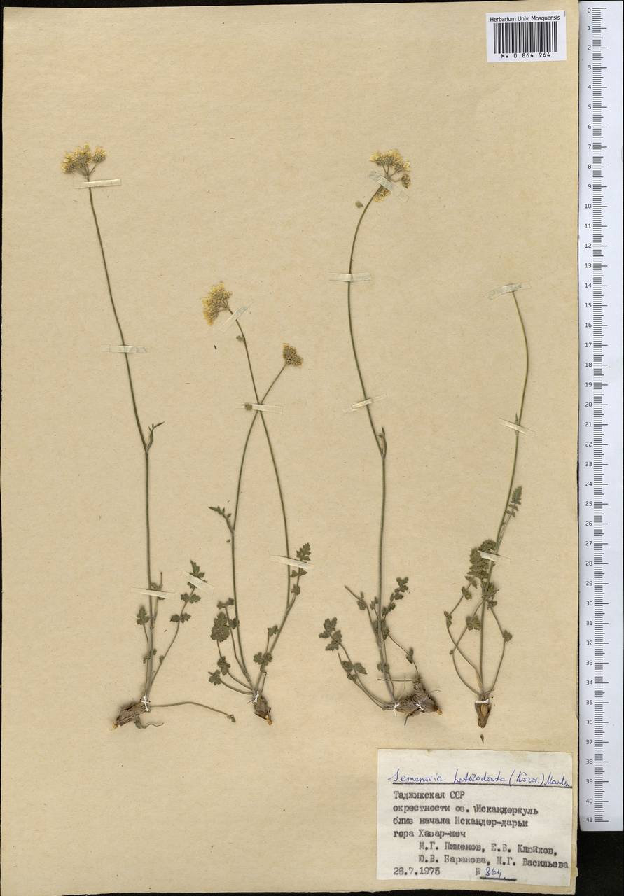 Semenovia heterodonta (Korovin) Manden., Middle Asia, Pamir & Pamiro-Alai (M2) (Tajikistan)