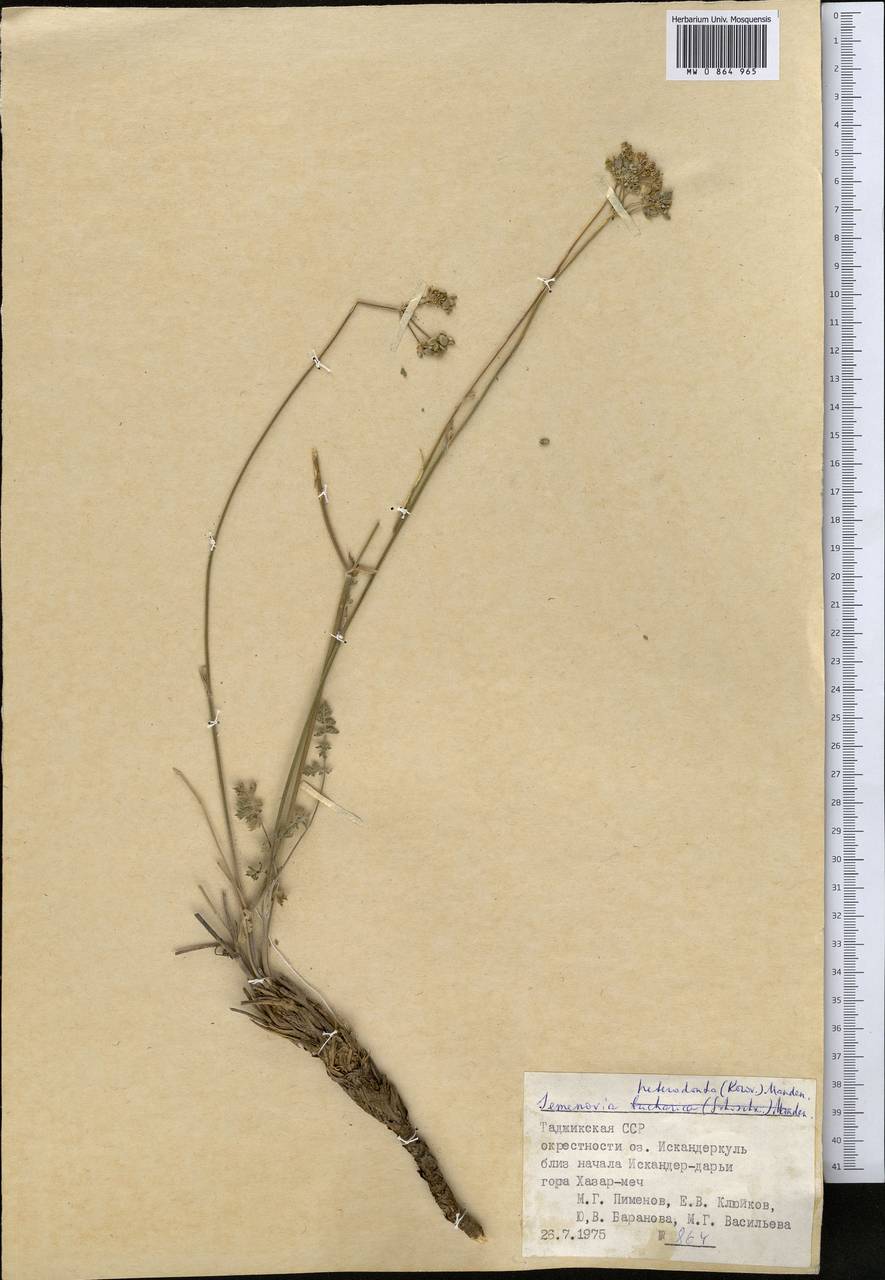 Semenovia heterodonta (Korovin) Manden., Middle Asia, Pamir & Pamiro-Alai (M2) (Tajikistan)