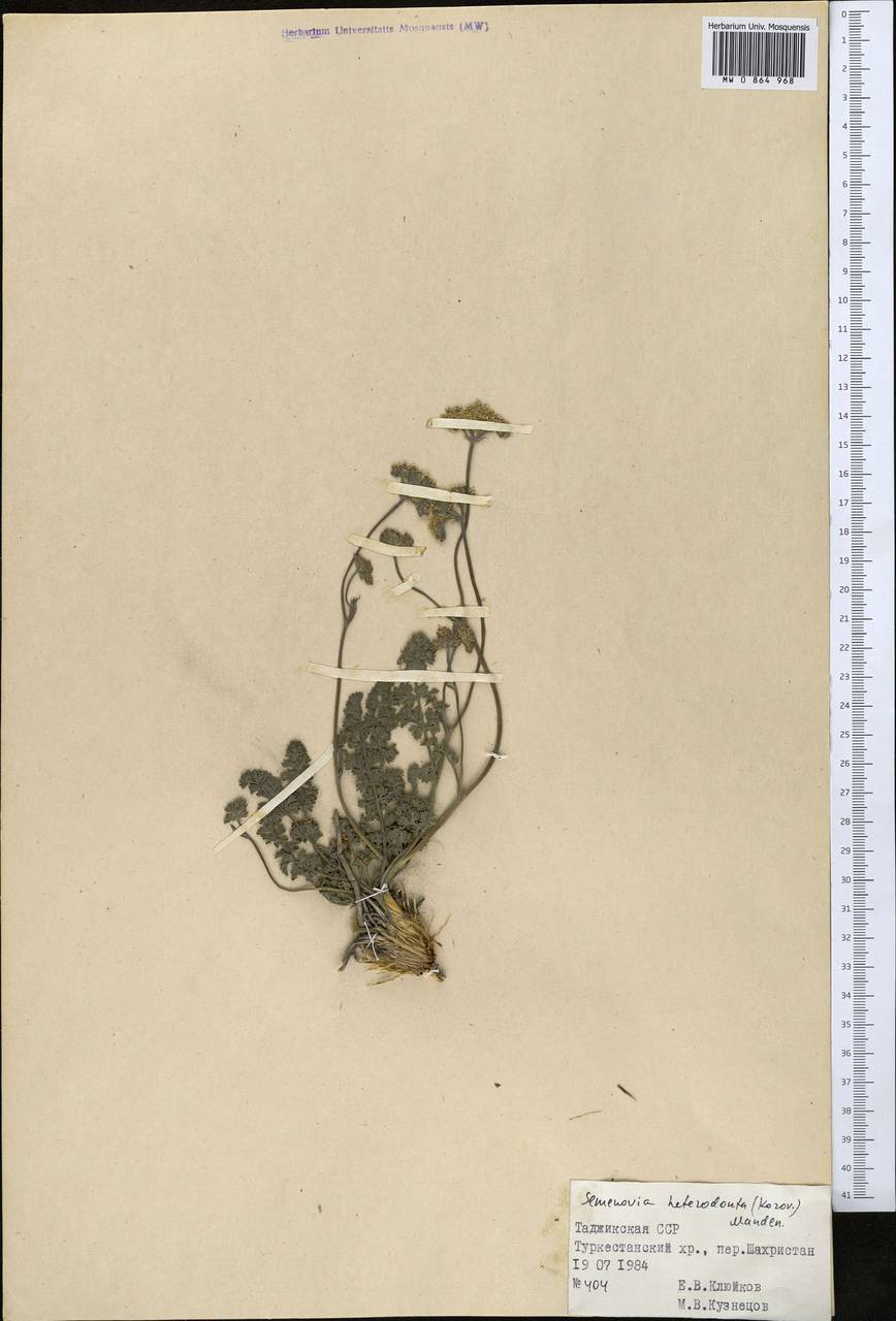 Semenovia heterodonta (Korovin) Manden., Middle Asia, Pamir & Pamiro-Alai (M2) (Tajikistan)