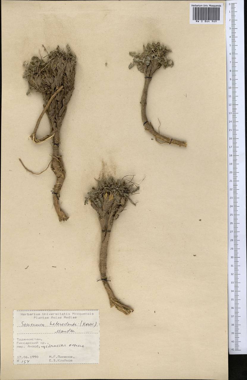 Semenovia heterodonta (Korovin) Manden., Middle Asia, Pamir & Pamiro-Alai (M2) (Tajikistan)