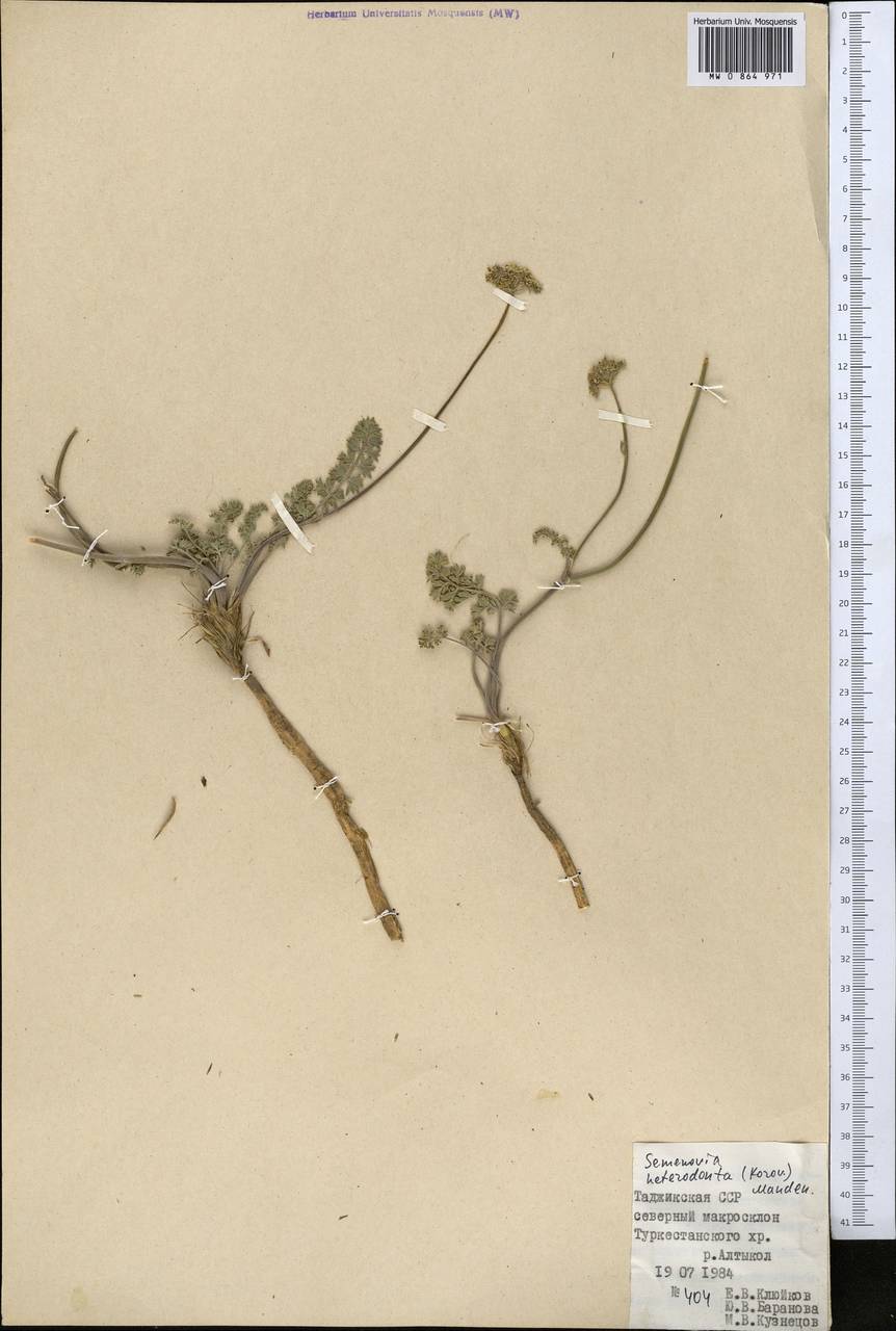 Semenovia heterodonta (Korovin) Manden., Middle Asia, Pamir & Pamiro-Alai (M2) (Tajikistan)