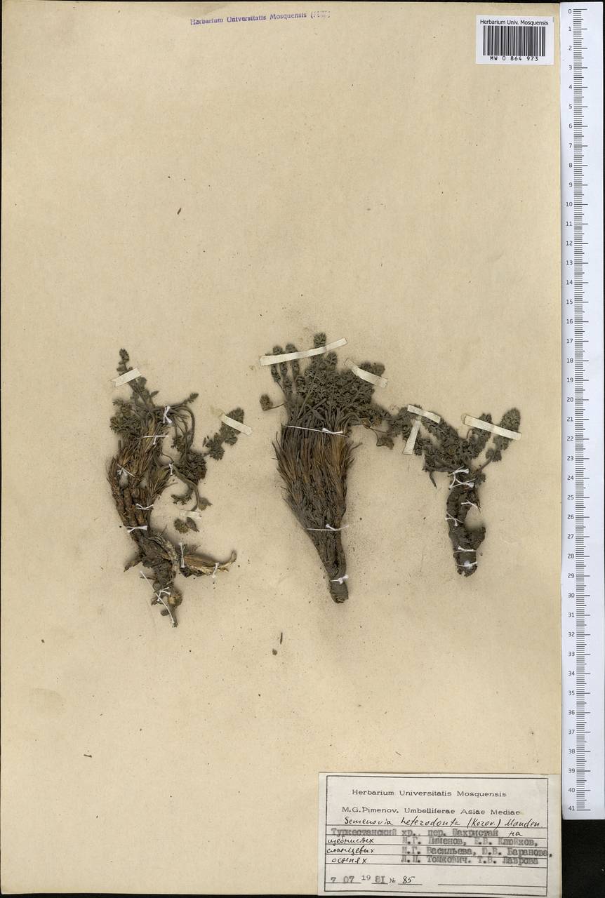 Semenovia heterodonta (Korovin) Manden., Middle Asia, Pamir & Pamiro-Alai (M2) (Tajikistan)