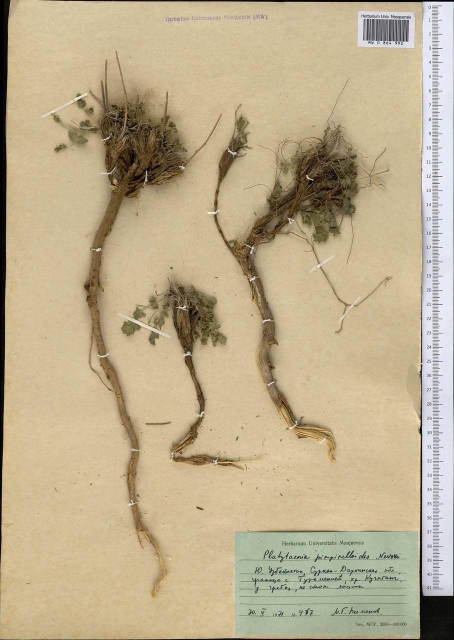 Semenovia pimpinellioides (Nevski) Manden., Middle Asia, Pamir & Pamiro-Alai (M2) (Uzbekistan)