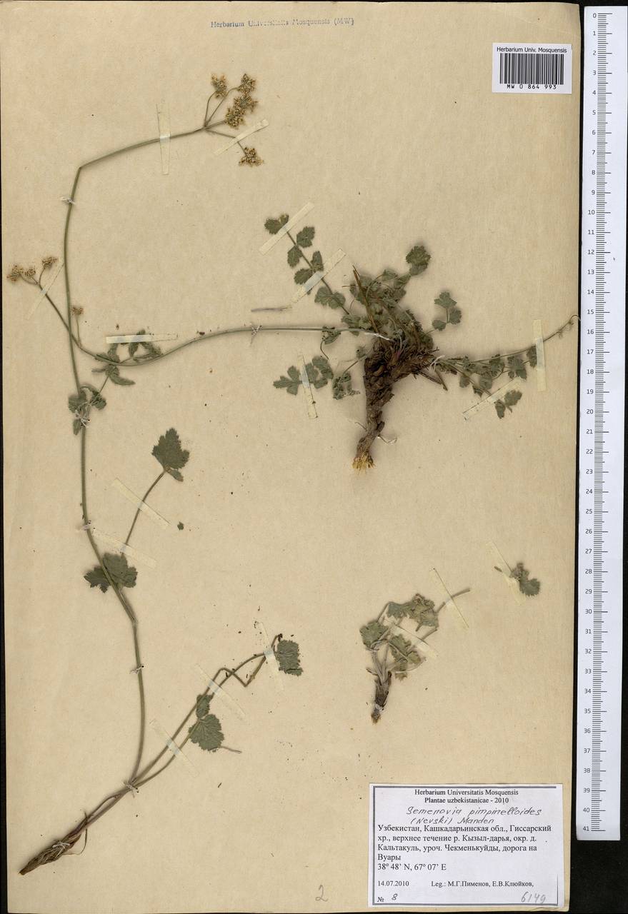 Semenovia pimpinellioides (Nevski) Manden., Middle Asia, Pamir & Pamiro-Alai (M2) (Uzbekistan)