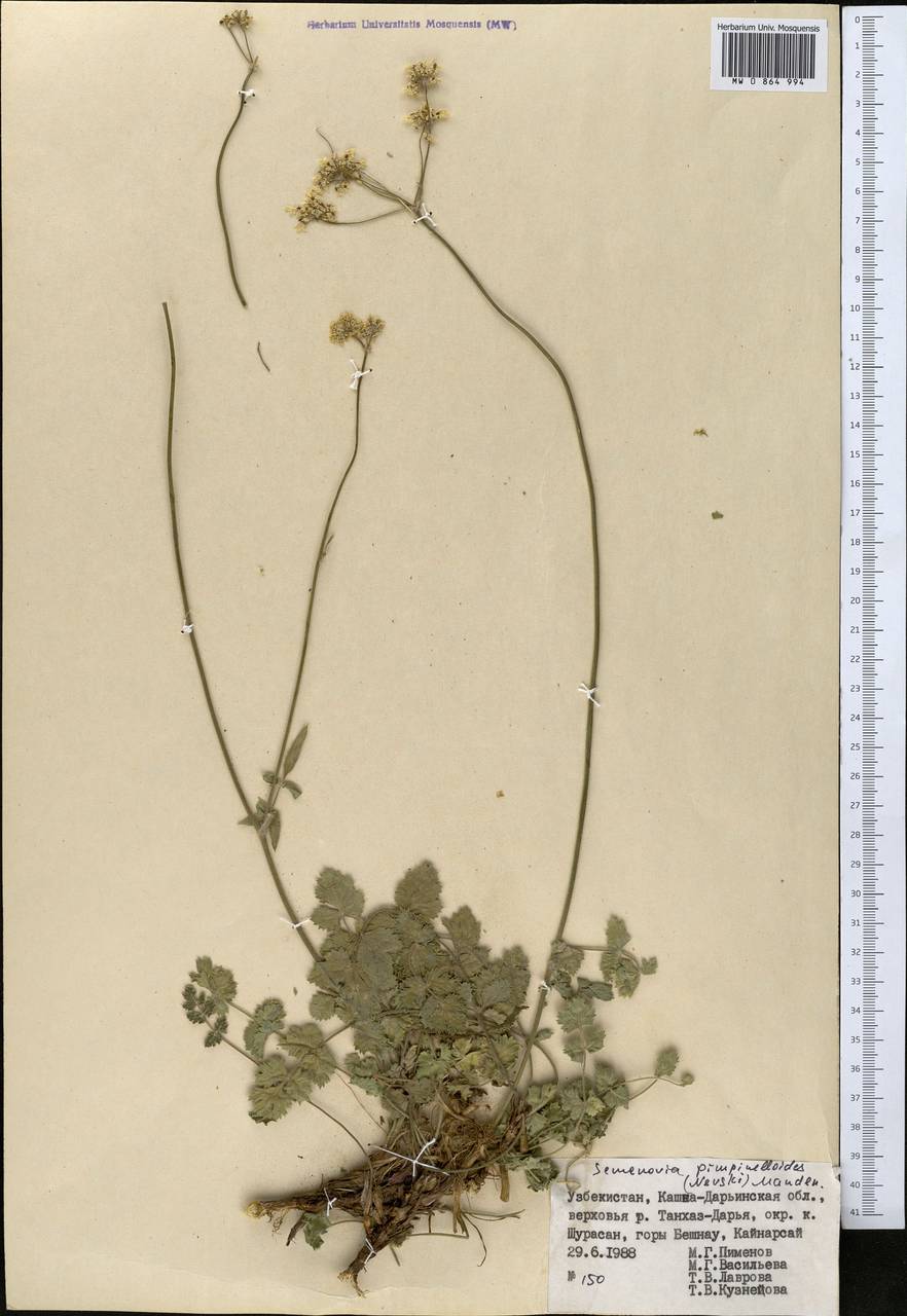 Semenovia pimpinellioides (Nevski) Manden., Middle Asia, Pamir & Pamiro-Alai (M2) (Uzbekistan)