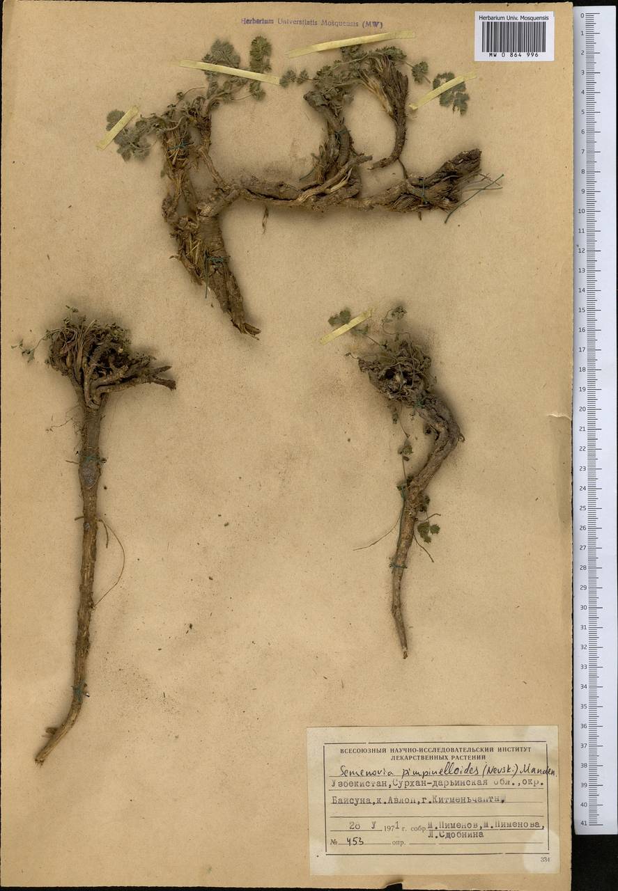 Semenovia pimpinellioides (Nevski) Manden., Middle Asia, Pamir & Pamiro-Alai (M2) (Uzbekistan)