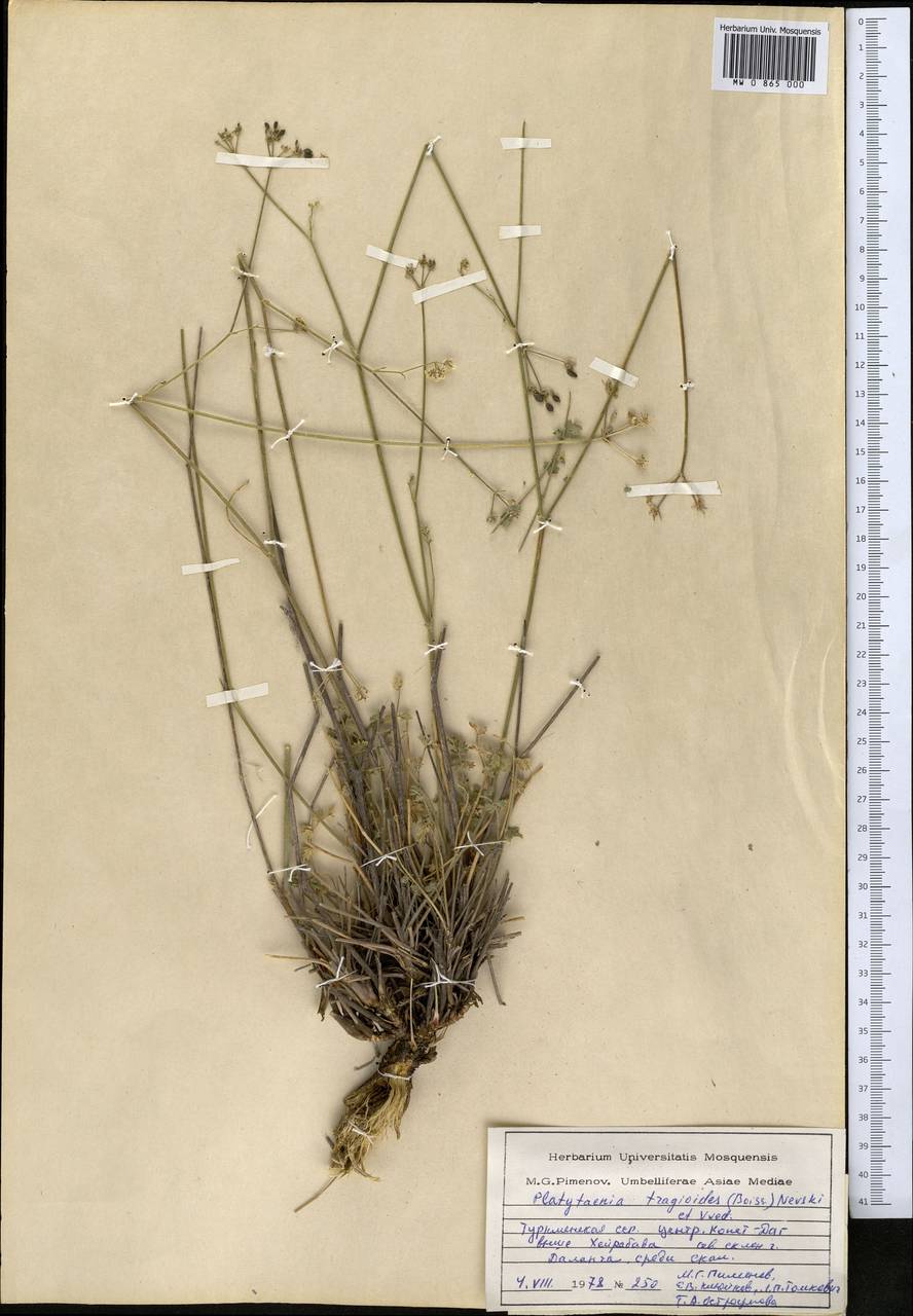 Semenovia tragioides (Boiss.) Manden., Middle Asia, Kopet Dag, Badkhyz, Small & Great Balkhan (M1) (Turkmenistan)