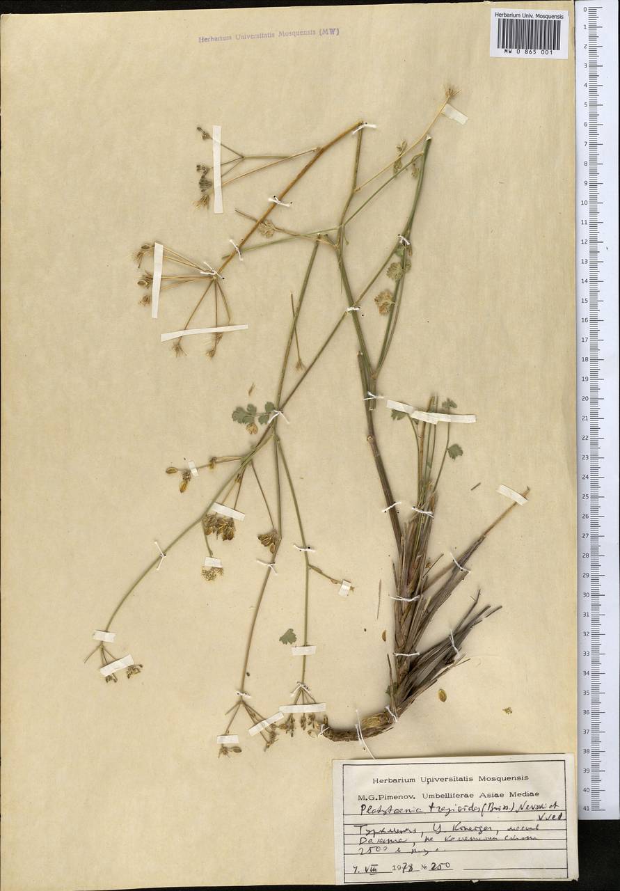 Semenovia tragioides (Boiss.) Manden., Middle Asia, Kopet Dag, Badkhyz, Small & Great Balkhan (M1) (Turkmenistan)