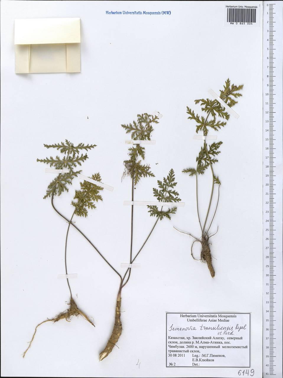 Semenovia transiliensis Regel & Herder, Middle Asia, Northern & Central Tian Shan (M4) (Kazakhstan)