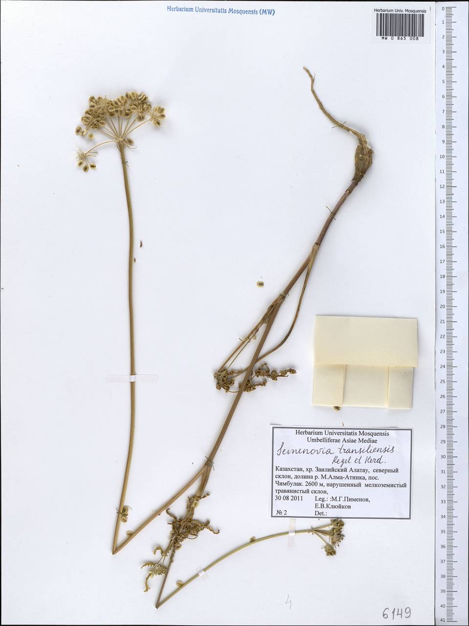 Semenovia transiliensis Regel & Herder, Middle Asia, Northern & Central Tian Shan (M4) (Kazakhstan)