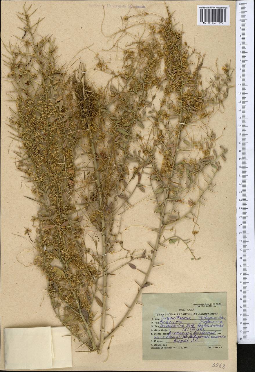 Cuscuta babylonica Aucher ex Choisy, Middle Asia, Karakum (M6) (Turkmenistan)