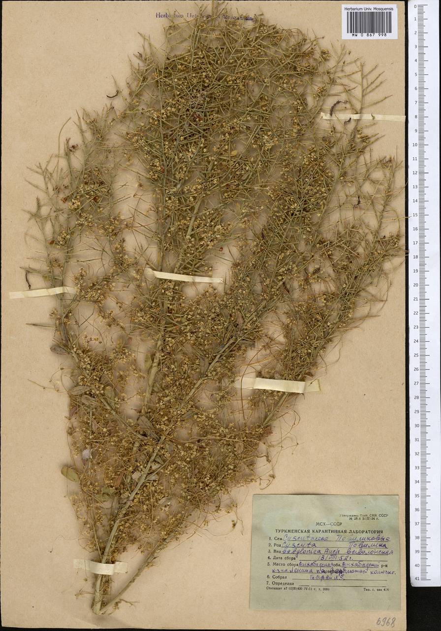 Cuscuta babylonica Aucher ex Choisy, Middle Asia, Karakum (M6) (Turkmenistan)
