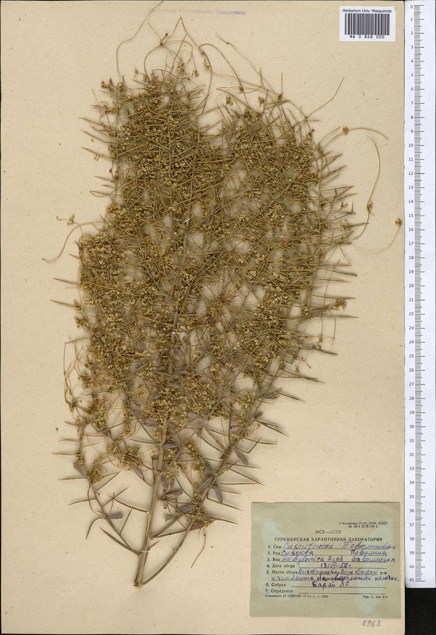 Cuscuta babylonica Aucher ex Choisy, Middle Asia, Karakum (M6) (Turkmenistan)