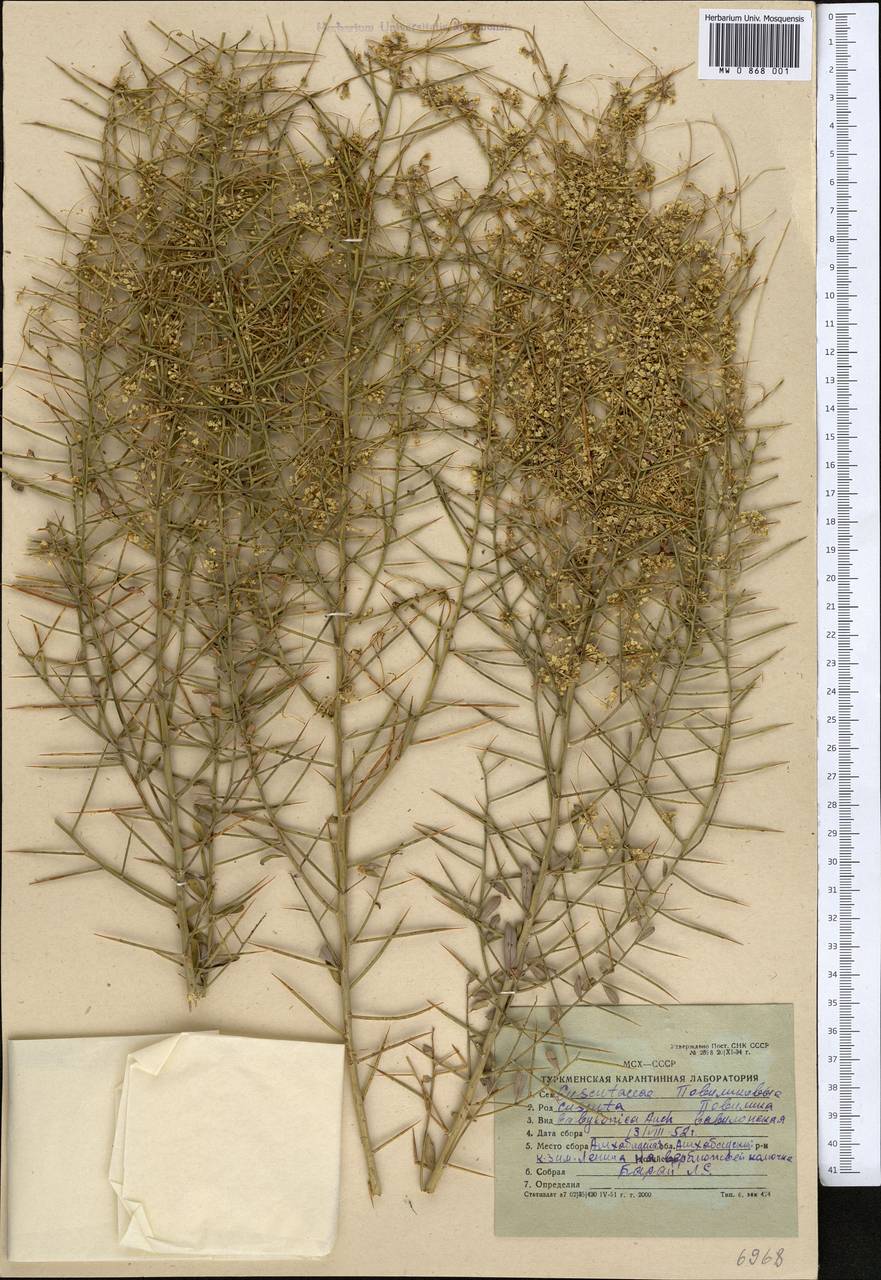 Cuscuta babylonica Aucher ex Choisy, Middle Asia, Karakum (M6) (Turkmenistan)