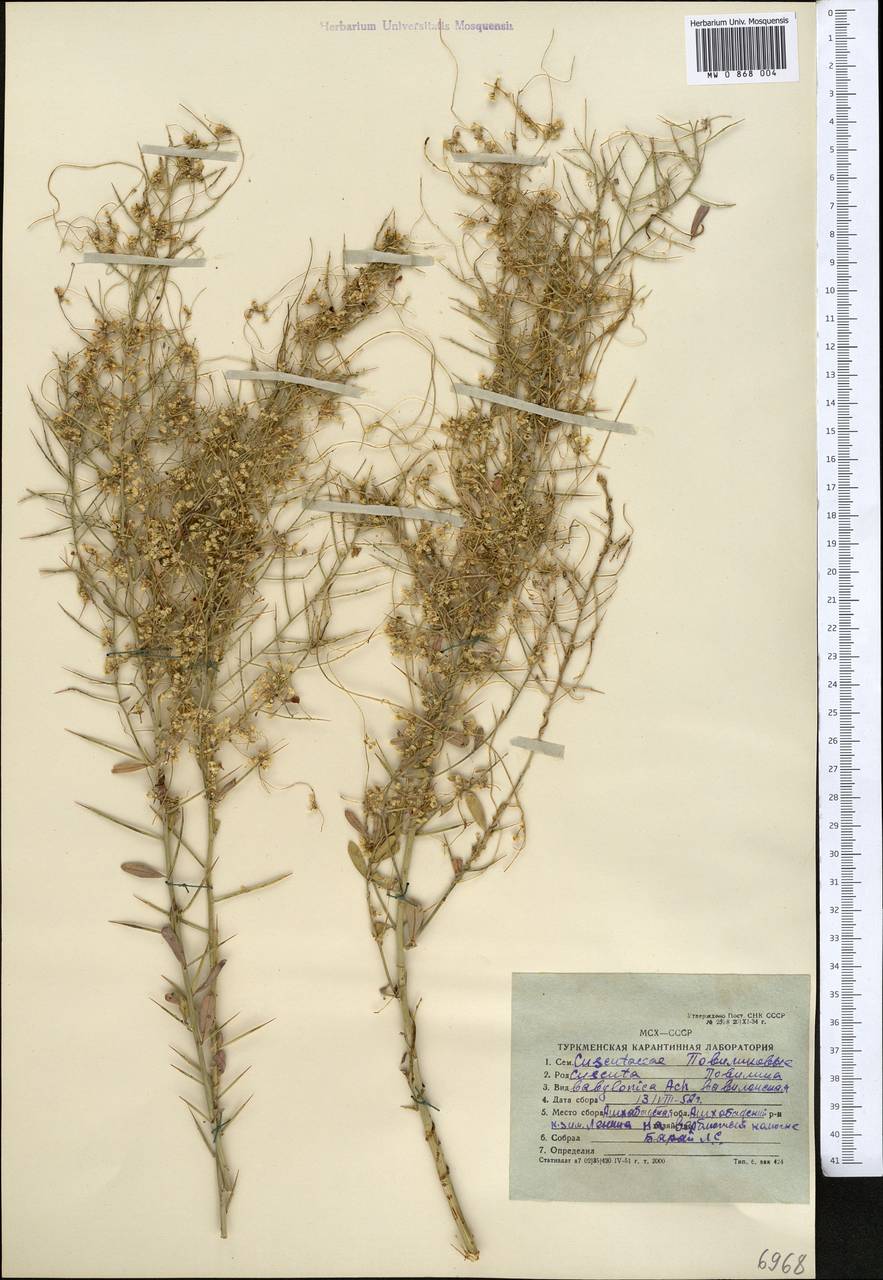 Cuscuta babylonica Aucher ex Choisy, Middle Asia, Karakum (M6) (Turkmenistan)