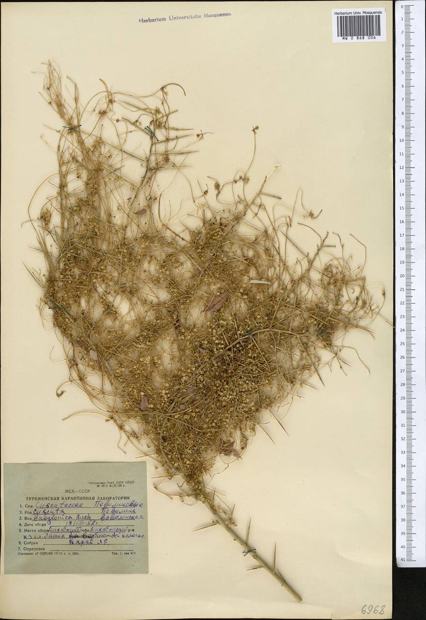 Cuscuta babylonica Aucher ex Choisy, Middle Asia, Karakum (M6) (Turkmenistan)