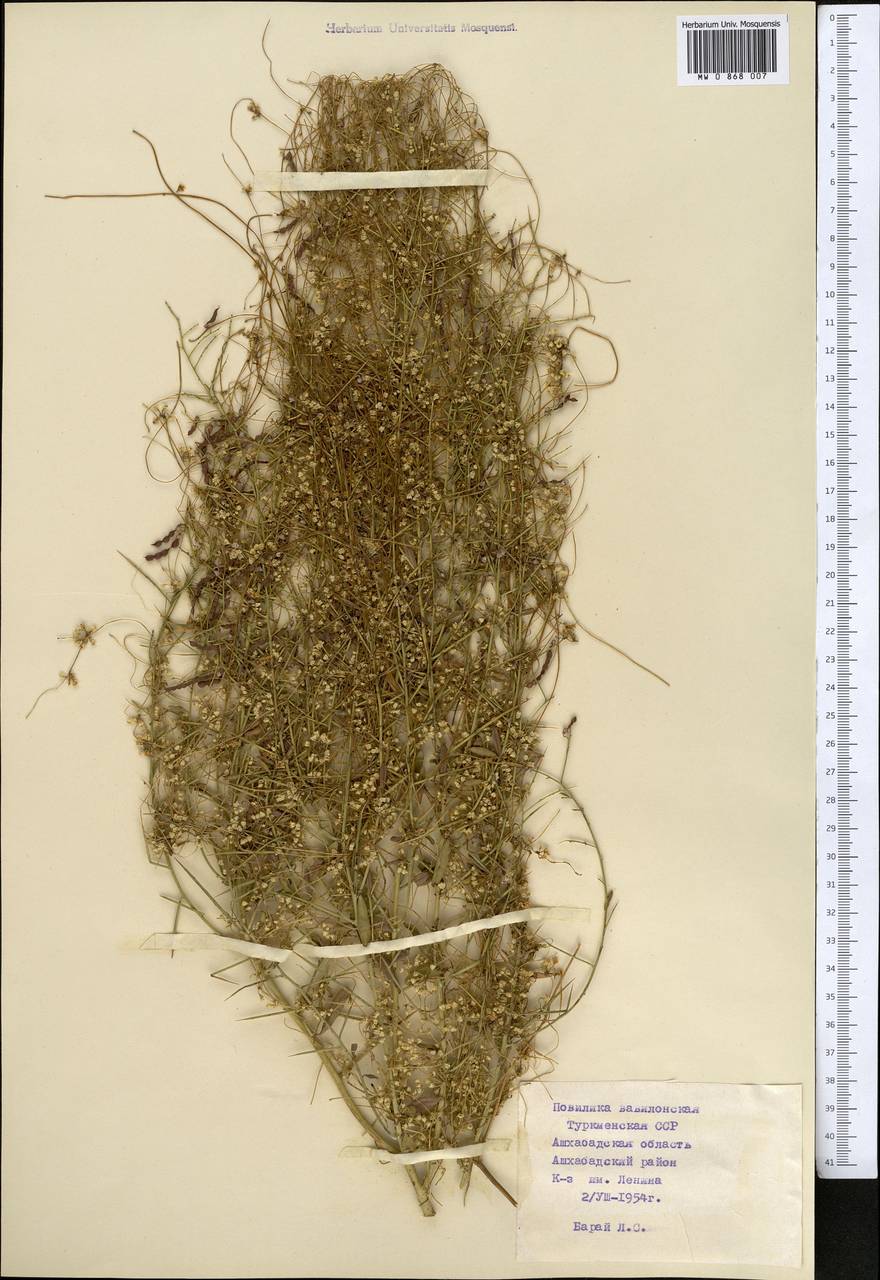 Cuscuta babylonica Aucher ex Choisy, Middle Asia, Karakum (M6) (Turkmenistan)