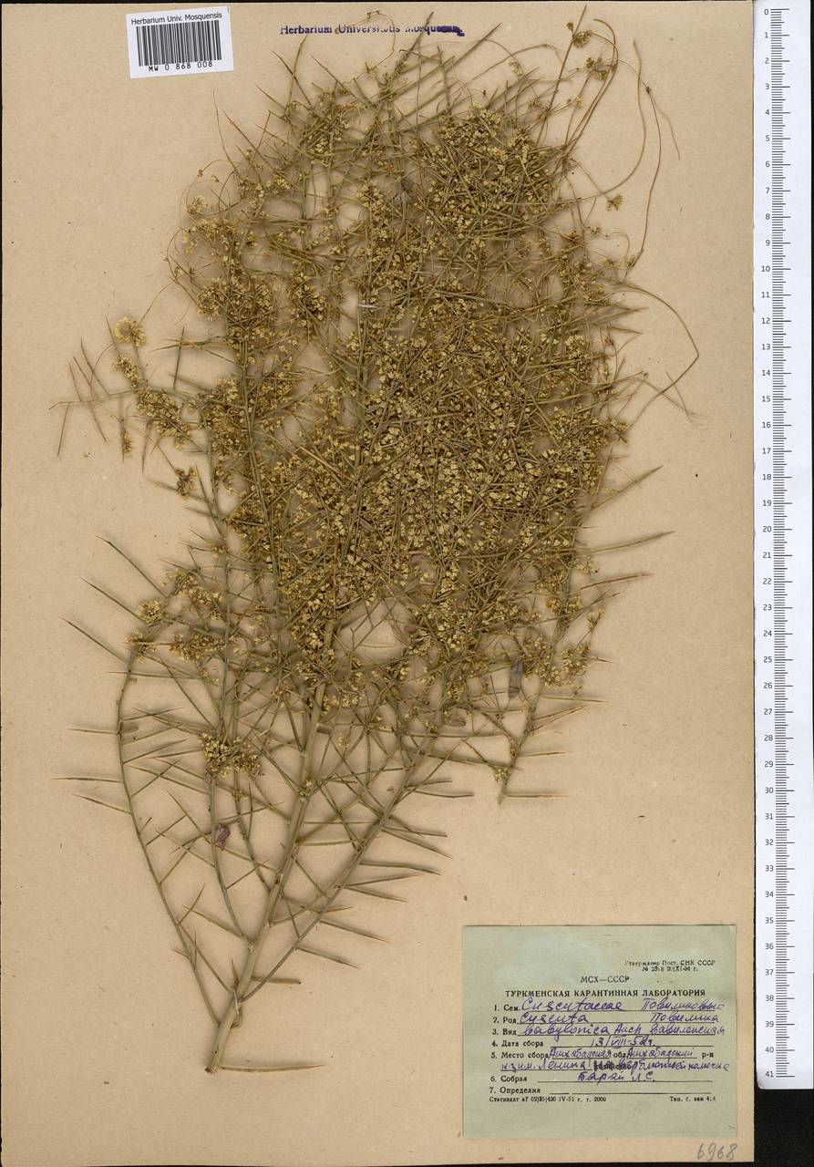 Cuscuta babylonica Aucher ex Choisy, Middle Asia, Karakum (M6) (Turkmenistan)
