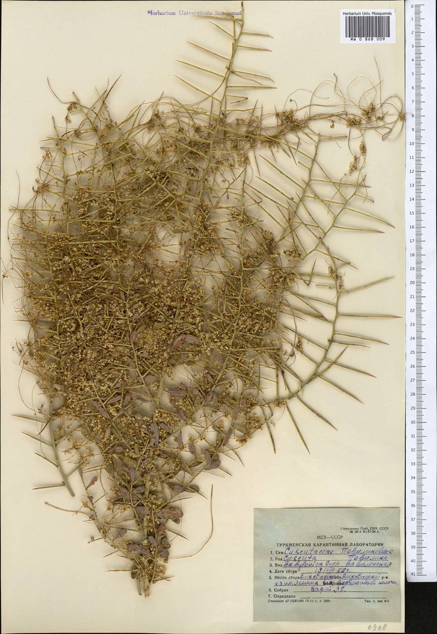 Cuscuta babylonica Aucher ex Choisy, Middle Asia, Karakum (M6) (Turkmenistan)
