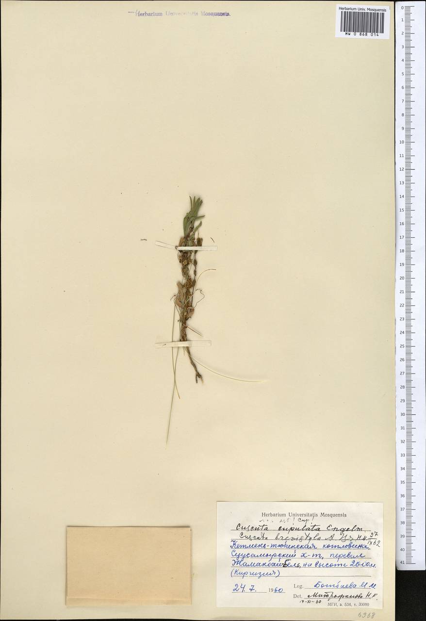 Cuscuta brevistyla A. Braun, Middle Asia, Western Tian Shan & Karatau (M3) (Kyrgyzstan)