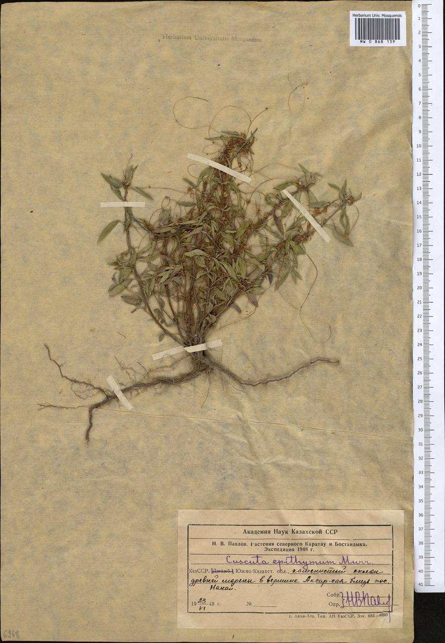 Cuscuta epithymum (L.) L., Middle Asia, Western Tian Shan & Karatau (M3) (Uzbekistan)
