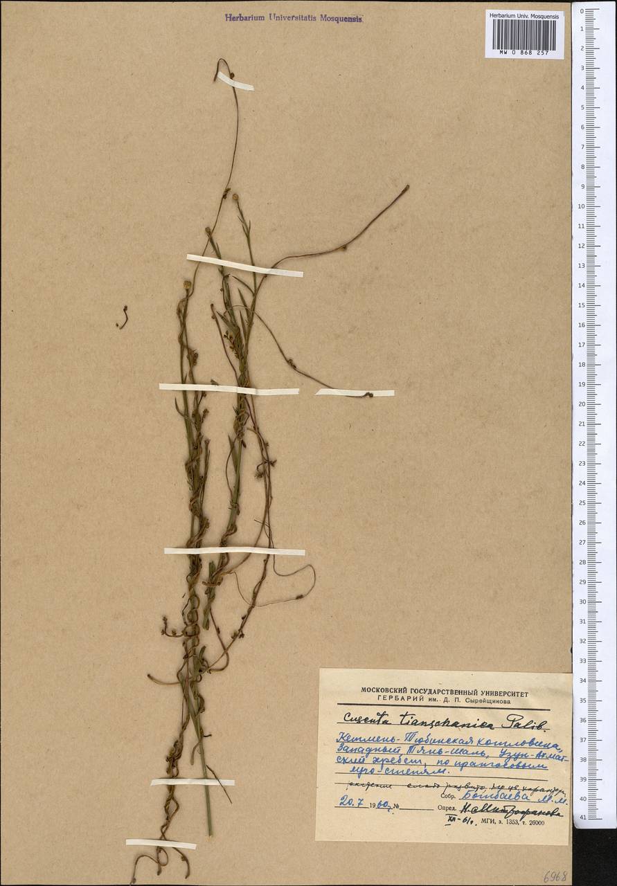 Cuscuta tianschanica Palib., Middle Asia, Western Tian Shan & Karatau (M3) (Kyrgyzstan)