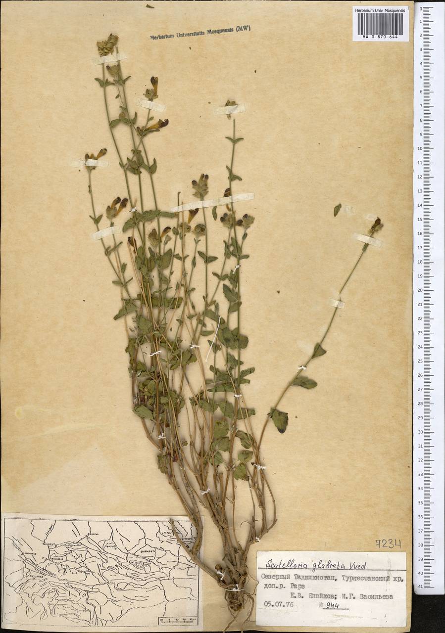 Scutellaria glabrata Vved., Middle Asia, Pamir & Pamiro-Alai (M2) (Tajikistan)