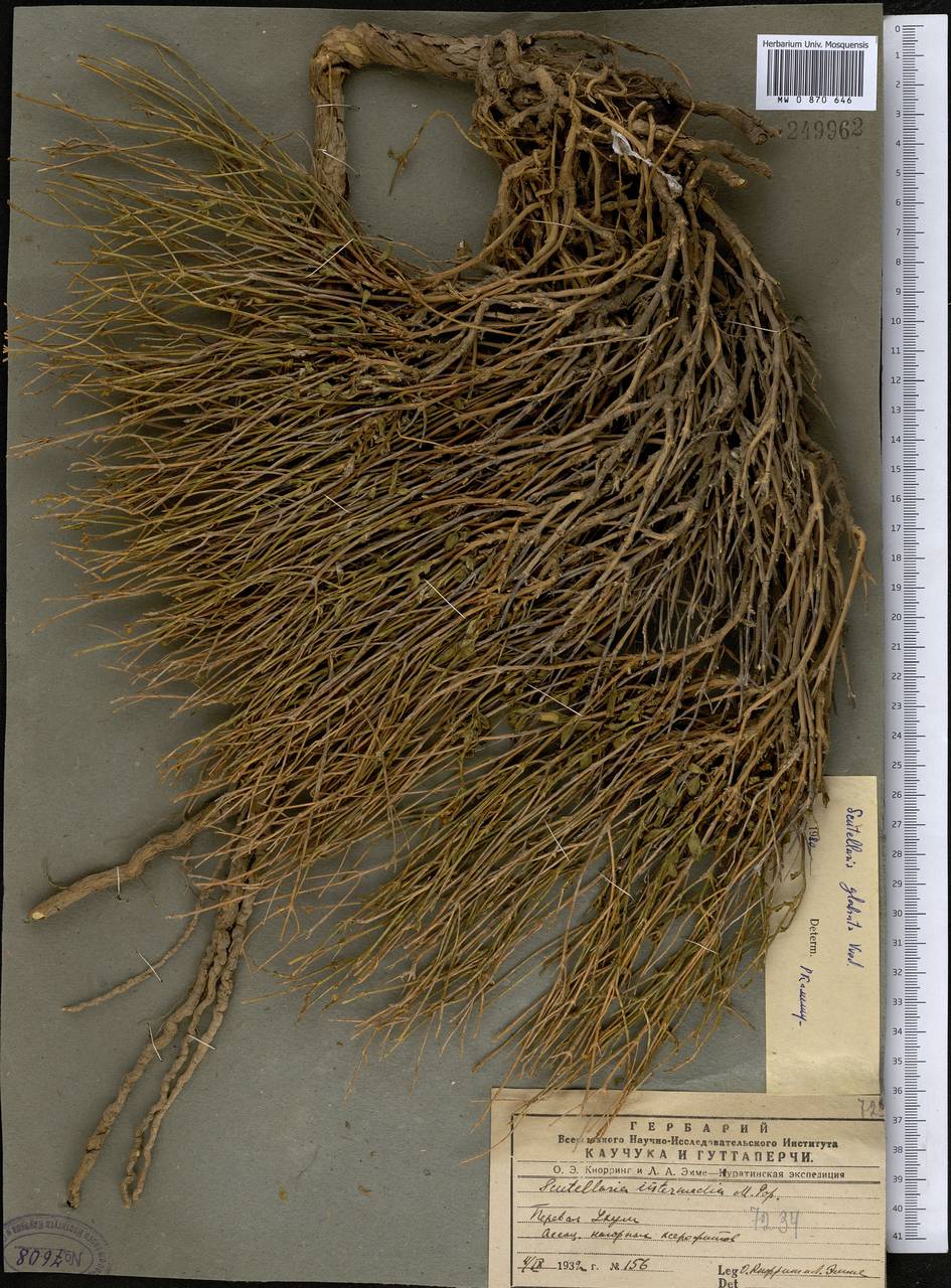 Scutellaria glabrata Vved., Middle Asia, Pamir & Pamiro-Alai (M2)