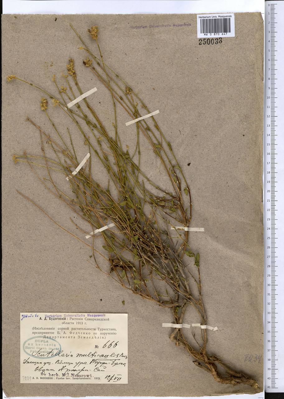 Scutellaria glabrata Vved., Middle Asia, Pamir & Pamiro-Alai (M2) (Uzbekistan)