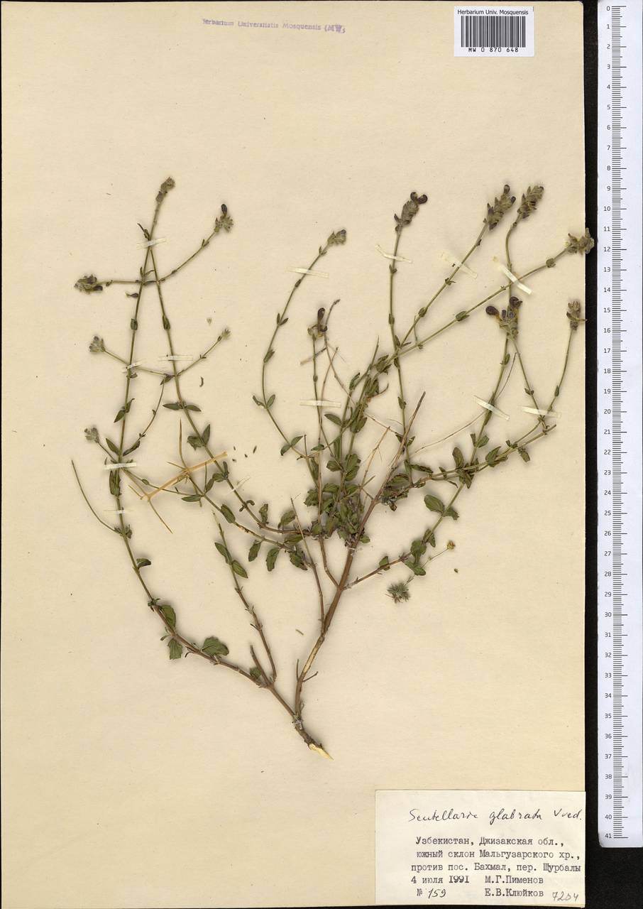 Scutellaria glabrata Vved., Middle Asia, Pamir & Pamiro-Alai (M2) (Uzbekistan)