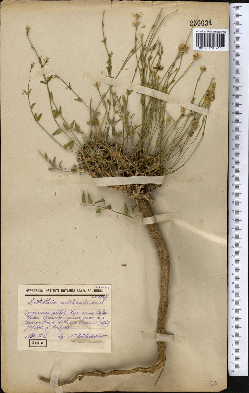 Scutellaria glabrata Vved., Middle Asia, Pamir & Pamiro-Alai (M2) (Uzbekistan)