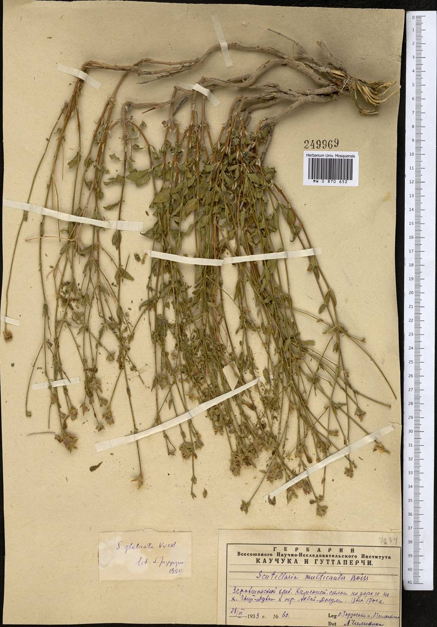 Scutellaria glabrata Vved., Middle Asia, Pamir & Pamiro-Alai (M2) (Uzbekistan)