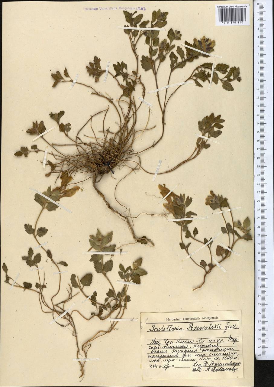 Scutellaria przewalskii Juz., Middle Asia, Northern & Central Tian Shan (M4) (Kyrgyzstan)