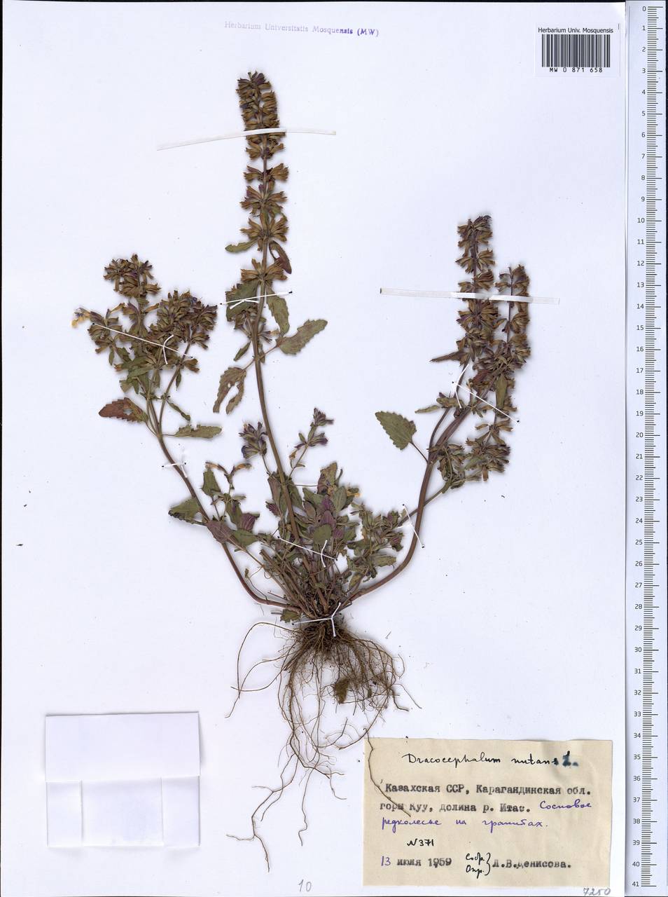 Dracocephalum nutans L., Middle Asia, Northern & Central Kazakhstan (M10) (Kazakhstan)