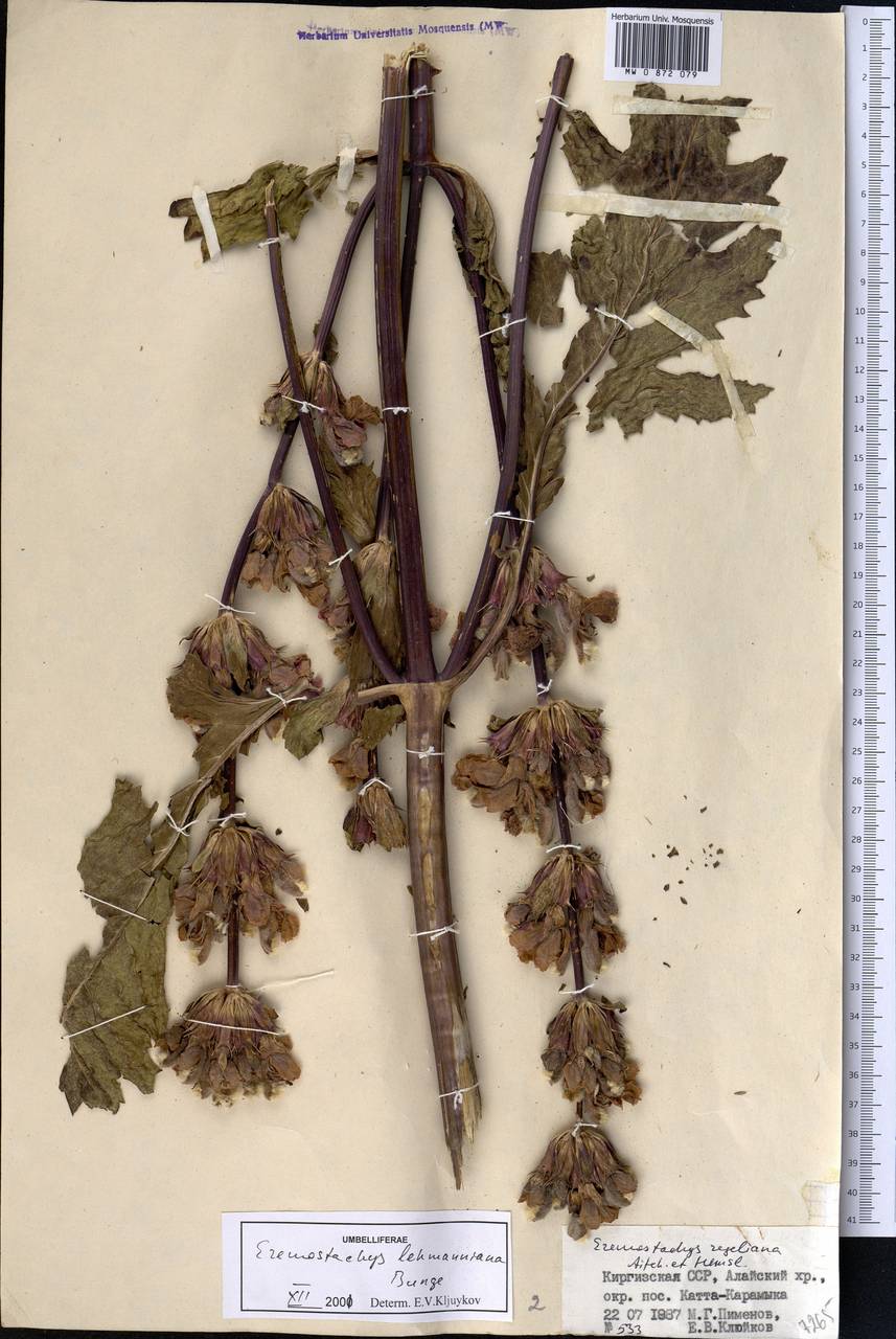 Phlomoides lehmanniana (Bunge) Adylov, Kamelin & Makhm., Middle Asia, Pamir & Pamiro-Alai (M2) (Tajikistan)