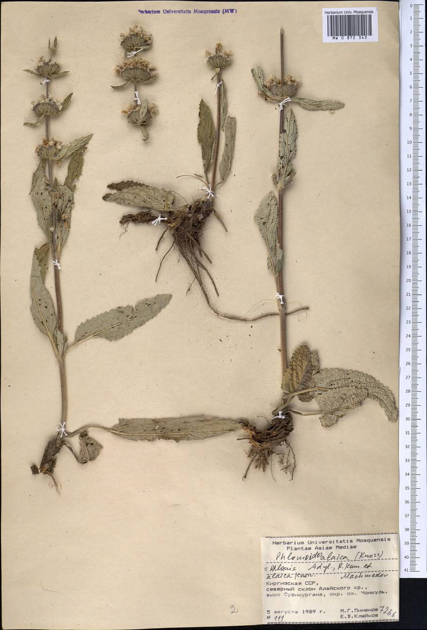 Phlomoides alaica (Knorring) Adylov, Kamelin & Makhm., Middle Asia, Pamir & Pamiro-Alai (M2) (Kyrgyzstan)