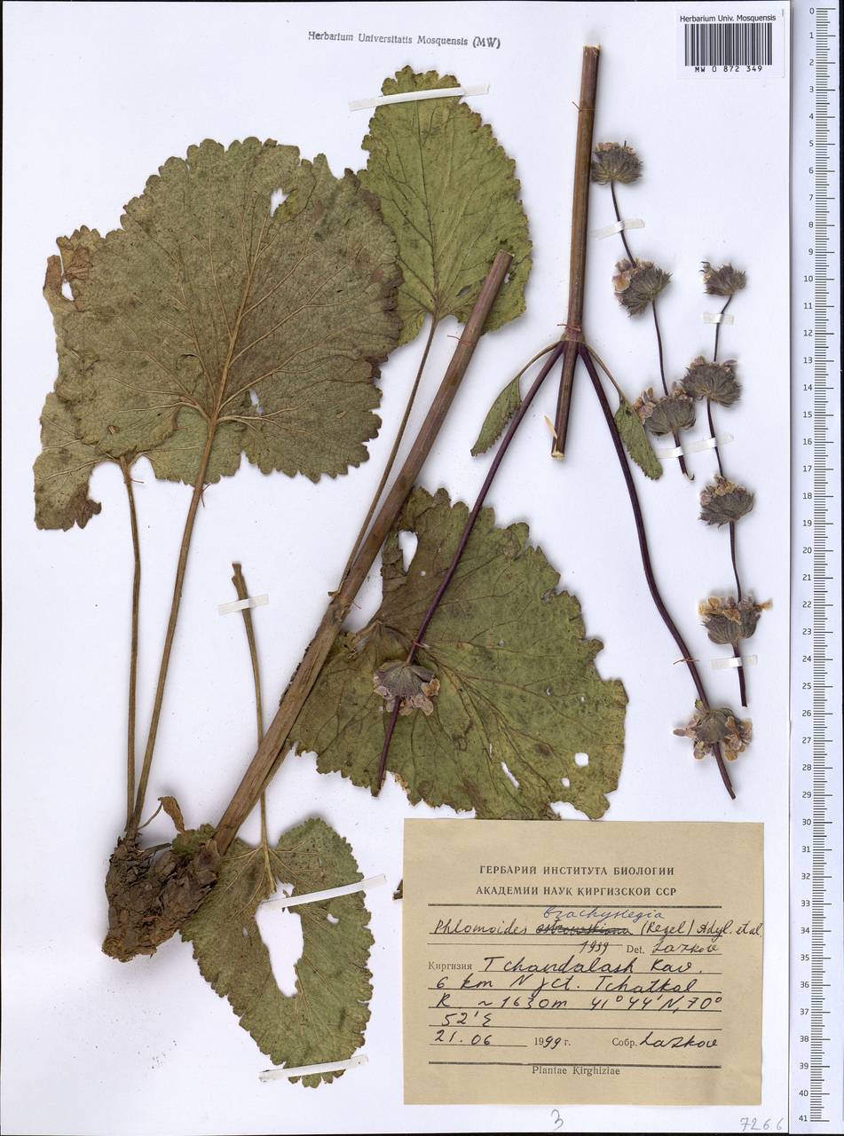 Phlomoides brachystegia (Bunge) Adylov, Kamelin & Makhm., Middle Asia, Western Tian Shan & Karatau (M3) (Kyrgyzstan)