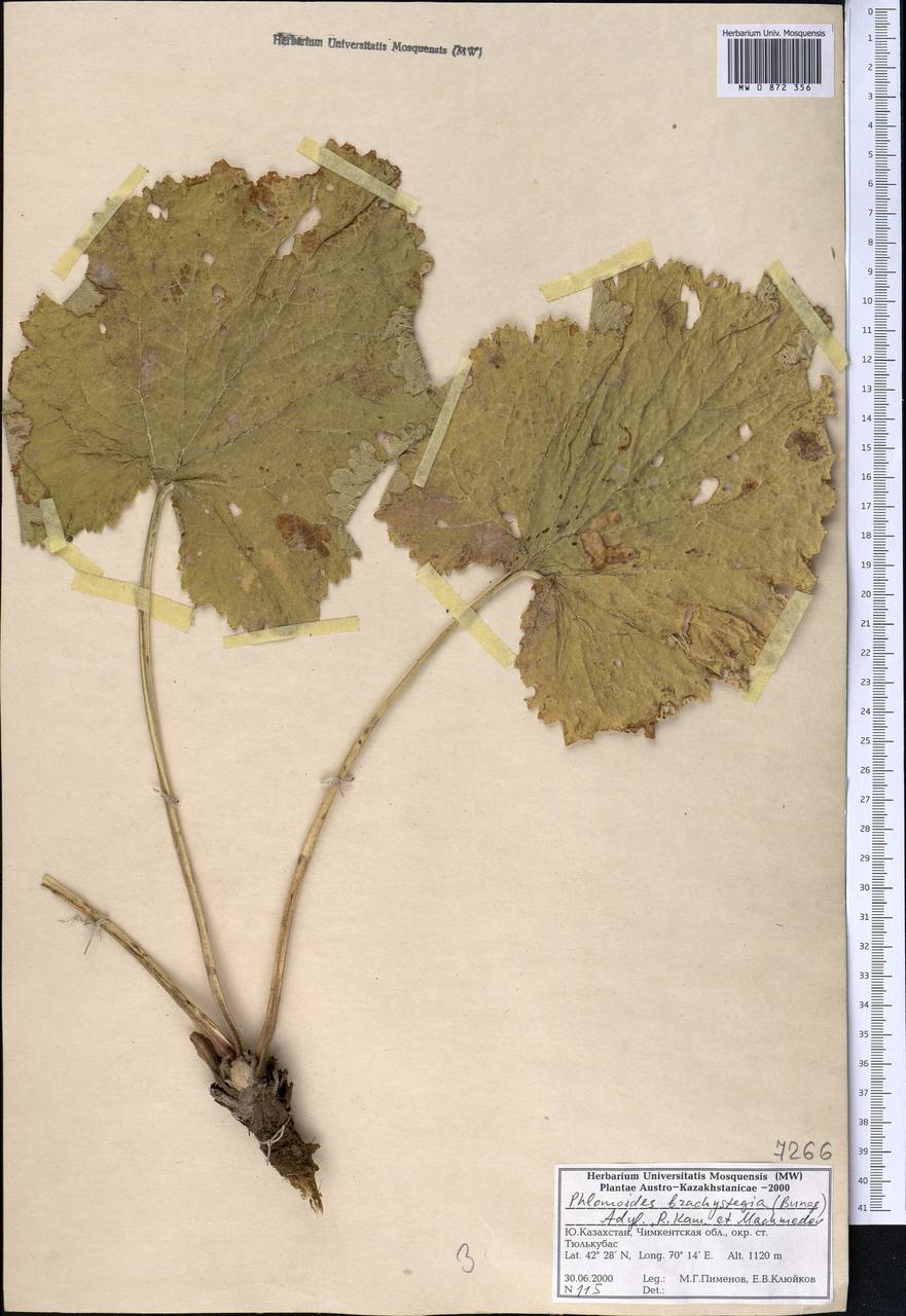 Phlomoides brachystegia (Bunge) Adylov, Kamelin & Makhm., Middle Asia, Western Tian Shan & Karatau (M3) (Kazakhstan)