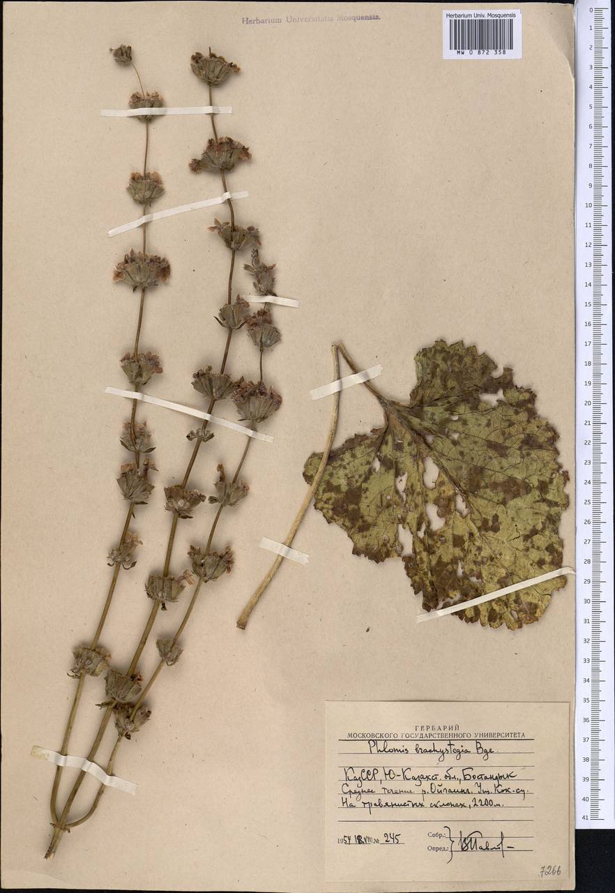 Phlomoides brachystegia (Bunge) Adylov, Kamelin & Makhm., Middle Asia, Western Tian Shan & Karatau (M3) (Uzbekistan)