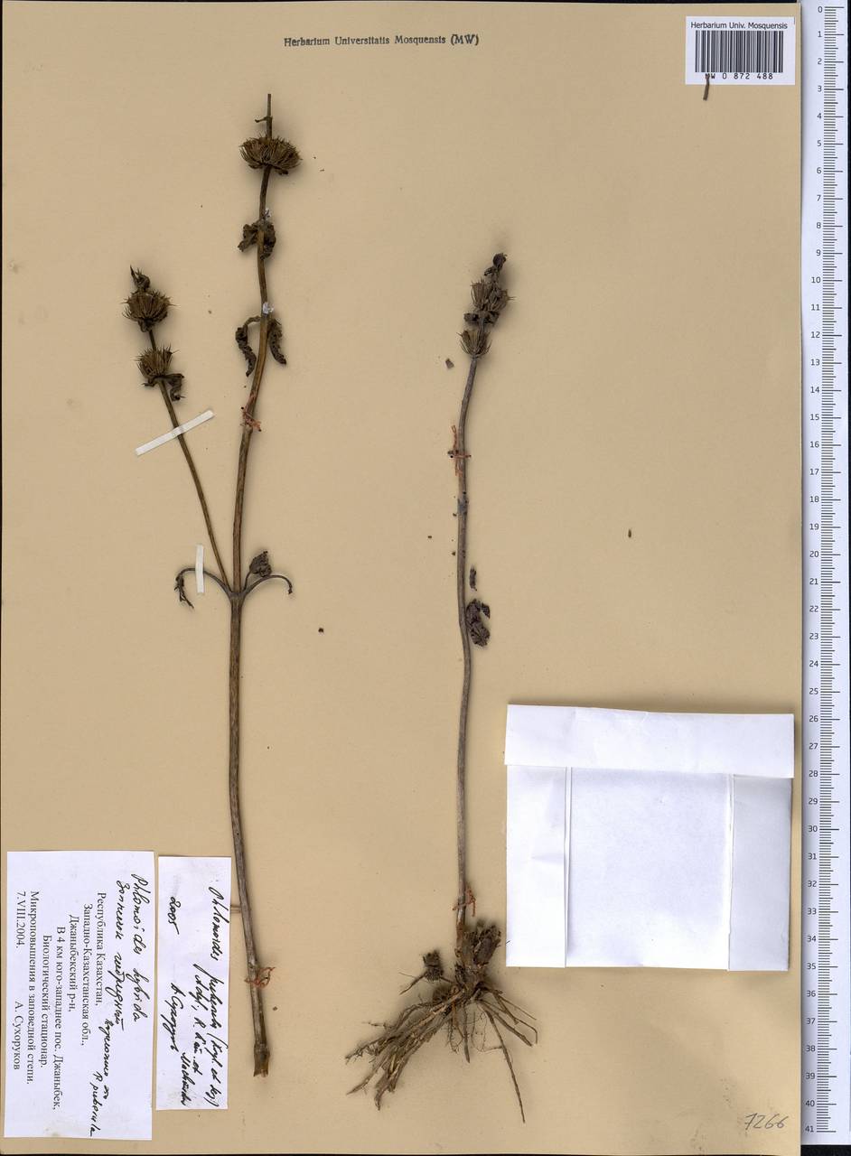 Phlomoides puberula (Krylov & Serg.) Adylov, Kamelin & Makhm., Middle Asia, Caspian Ustyurt & Northern Aralia (M8) (Kazakhstan)