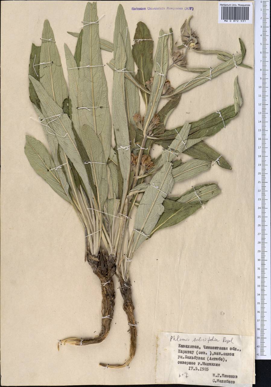Phlomis salicifolia Regel, Middle Asia, Western Tian Shan & Karatau (M3) (Kazakhstan)